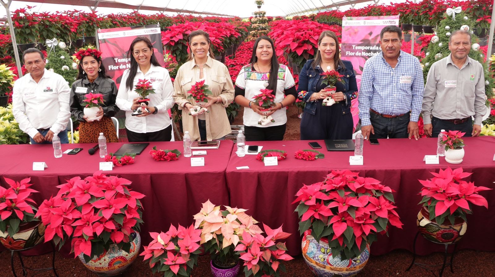 Adquiere a buen precio y calidad flores de nochebuena en viveros de cabrera  en Atlixco – Tendencias Noticias